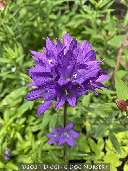 Campanula glomerata ‘Freya’
