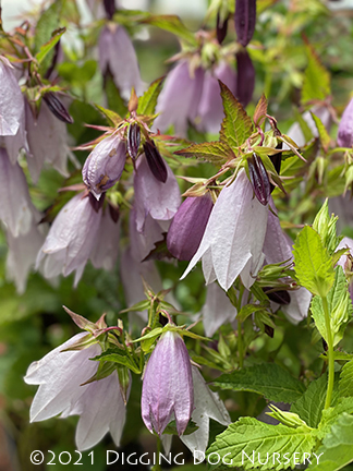 Campanula &lsquo;Iridescent Bells&rsquo;