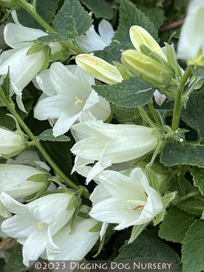 Campanula ochroleuca ‘Mrs. V. Vollenhove’