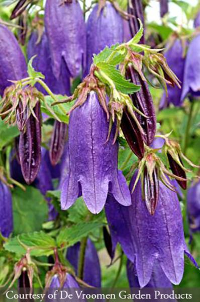 Campanula ‘Sarastro’