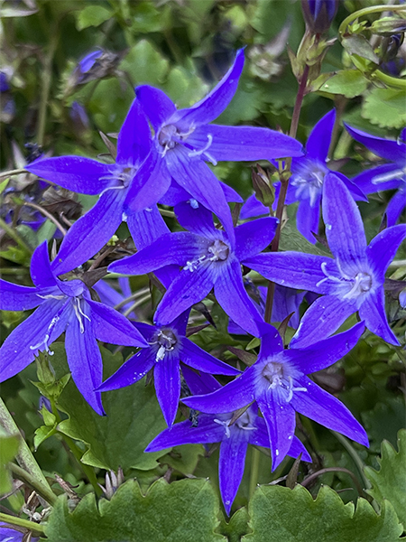 Campanula poscharskyana ‘Stella’