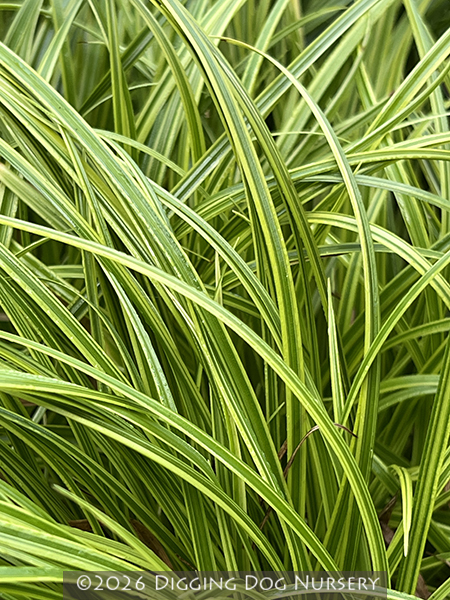 Carex dolichostachya ‘Kaga Nishiki’