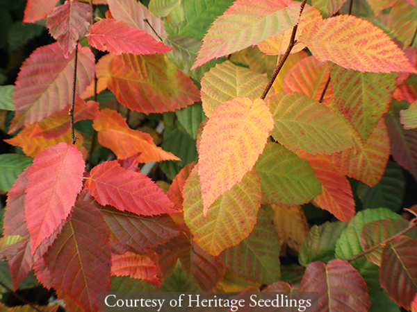 Carpinus caroliniana Wisconsin Red� ‘My Select Strain’