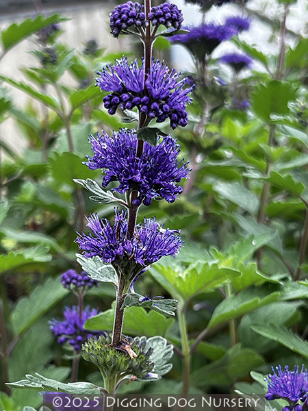 Caryopteris incana