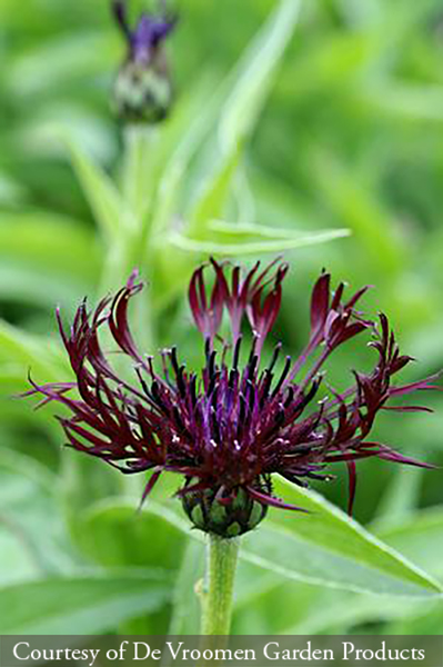 Centaurea montana Jordy