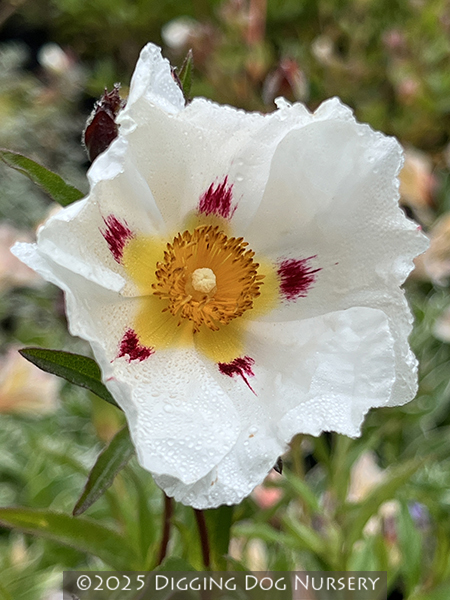 Cistus x dansereaui Jenkyn Place