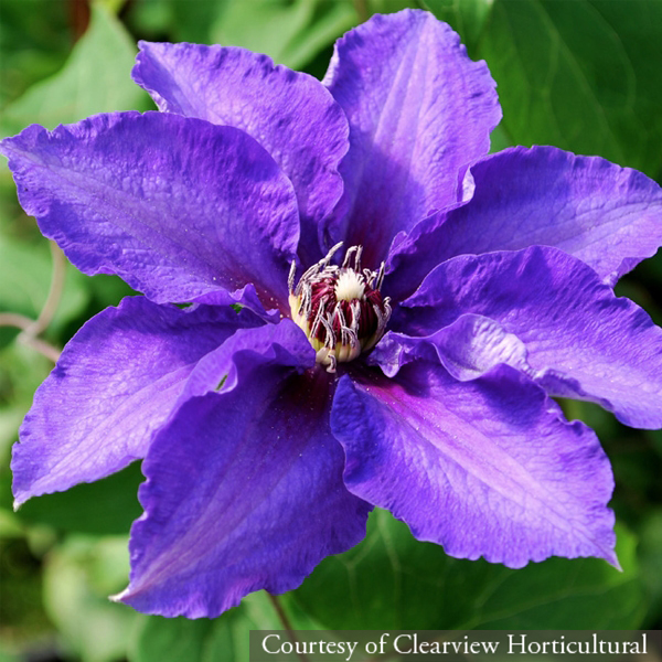 Clematis Danielle