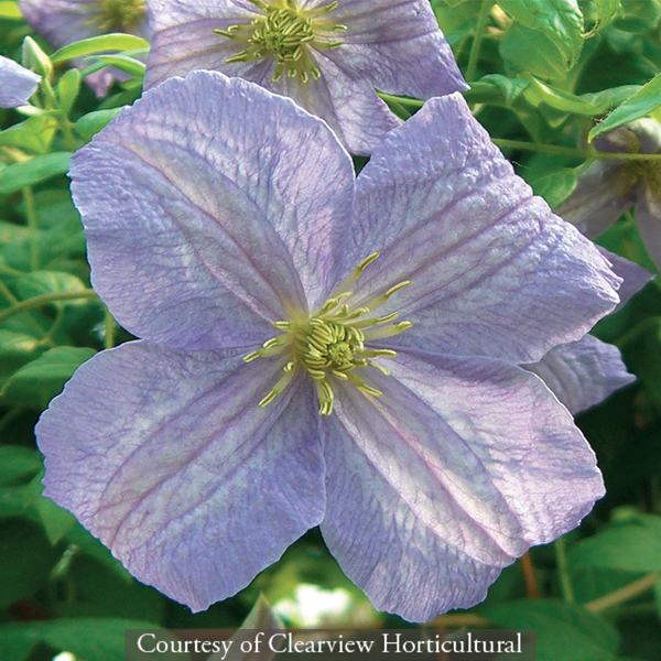 Clematis viticella ‘Emilia Plater’