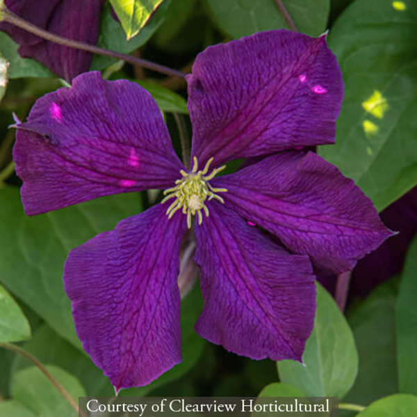Clematis viticella ‘Etoile Violette’