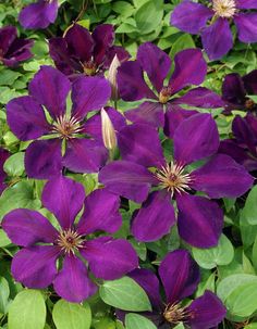 Clematis &lsquo;Gipsy Queen&rsquo;