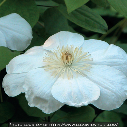 Clematis &lsquo;Guernsey Cream&rsquo;
