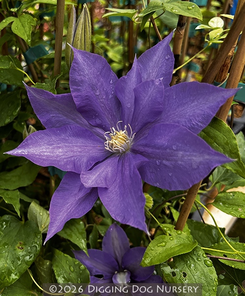 Clematis ‘H. F. Young’