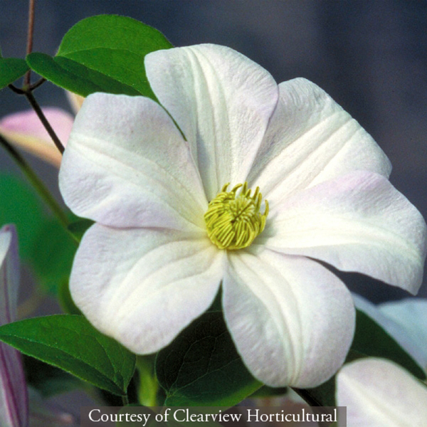 Clematis ‘Huldine’