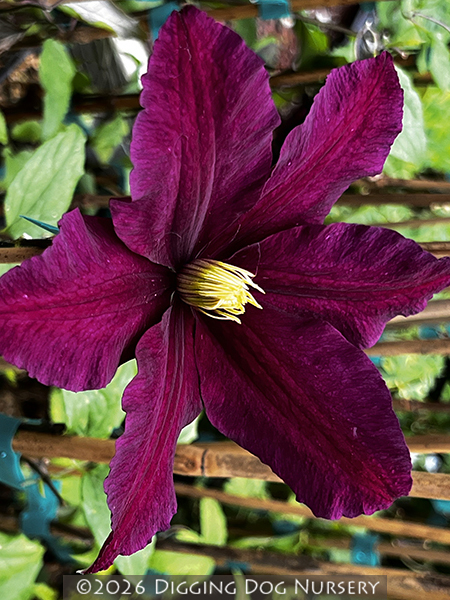 Clematis ‘Niobe’