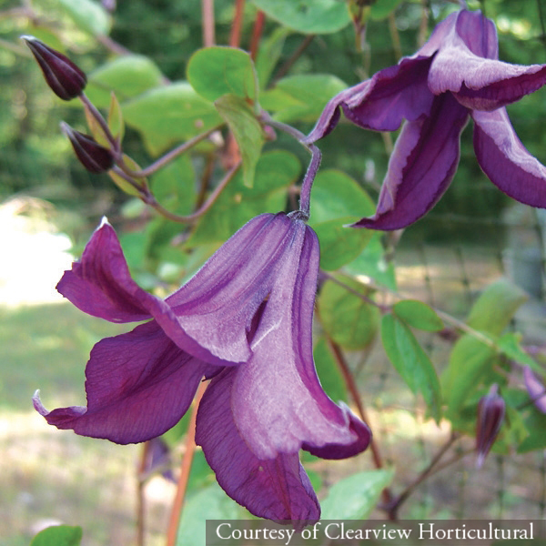 Clematis &lsquo;Pamiat Serdtsa&rsquo;