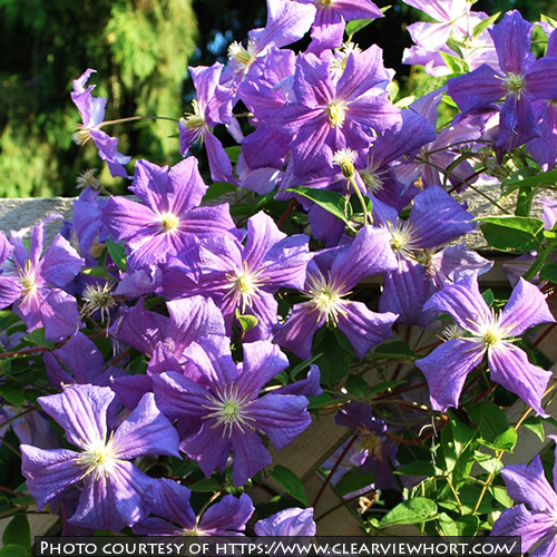 Clematis Perle d�Azur