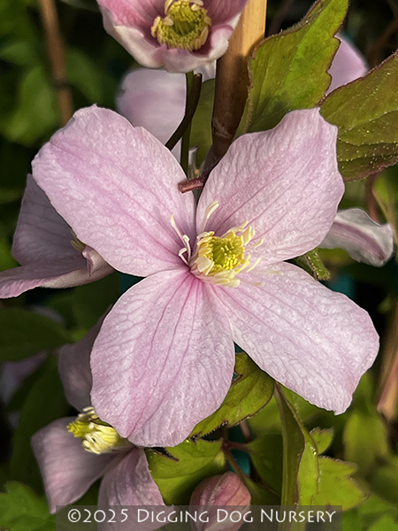 Clematis montana &lsquo;Pink Perfection&rsquo;