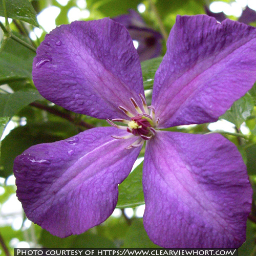 Clematis viticella Polish Spirit