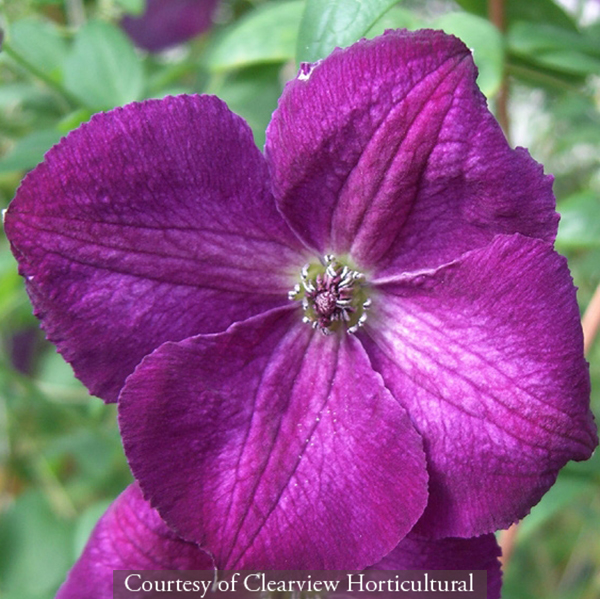 Clematis viticella ‘Royal Velours’