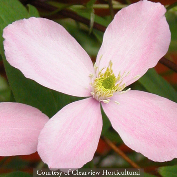 Clematis montana ‘Rubens’