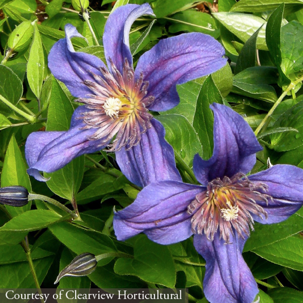 Clematis Sapphire Indigo�