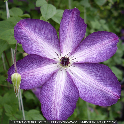 Clematis viticella &lsquo;Venosa Violacea&rsquo;
