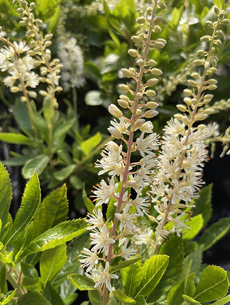 Clethra alinifolia &lsquo;Hummingbird&rsquo;