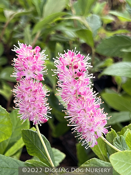 Clethra alnifolia &lsquo;Ruby Spice&rsquo;