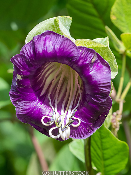 Cobaea scandens