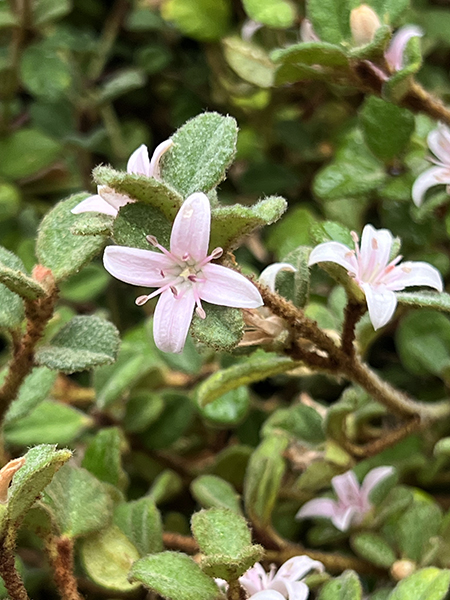 Correa alba Western Pink Star