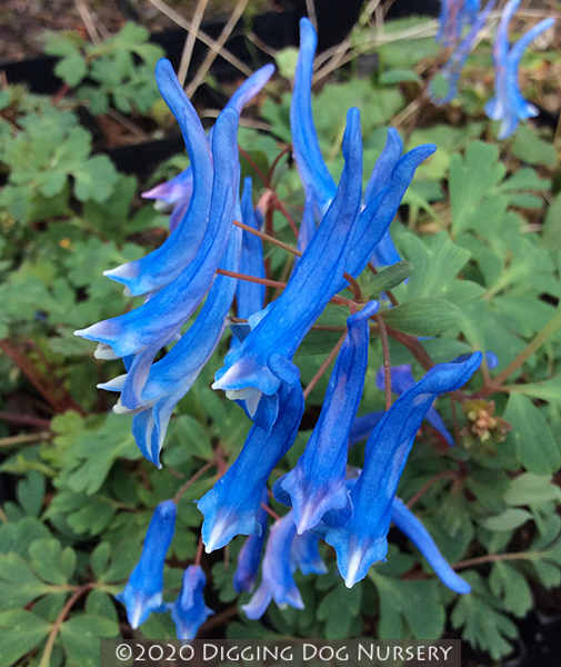 Corydalis curviflora &lsquo;Blue Heron&rsquo;