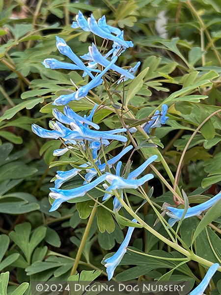 Corydalis flexuosa Porcelain Blue