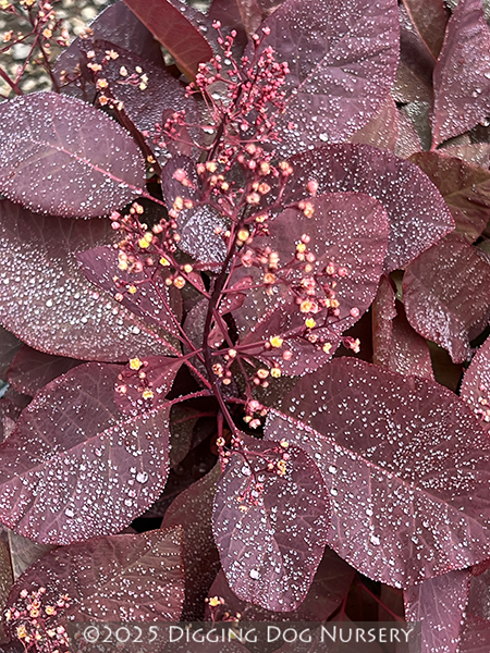 Cotinus Grace