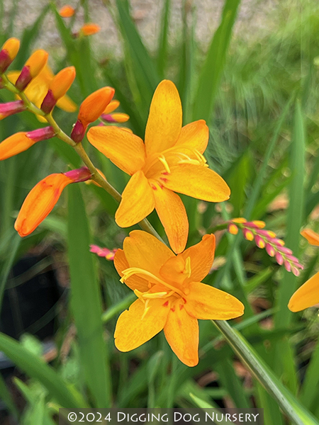 Crocosmia crocosmiiflora &lsquo;Columbus&rsquo;