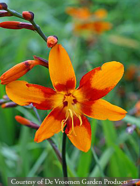 Crocosmia ‘Emily McKenzie’