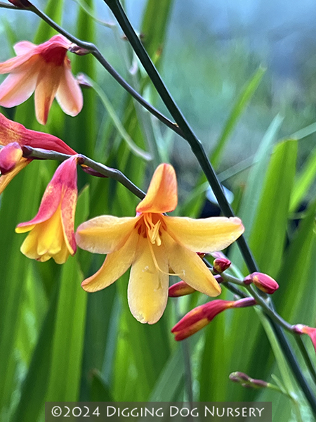 Crocosmia &lsquo;Harlequin&rsquo;