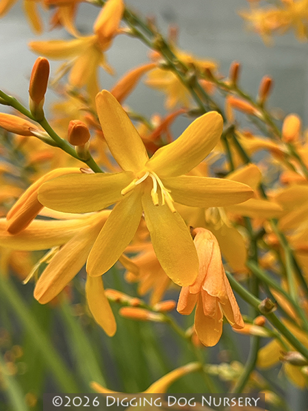 Crocosmia &lsquo;John Boots&rsquo;