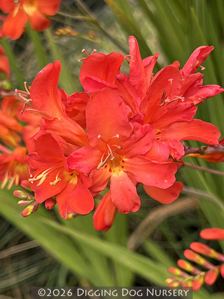 Crocosmia ‘Limpopo’