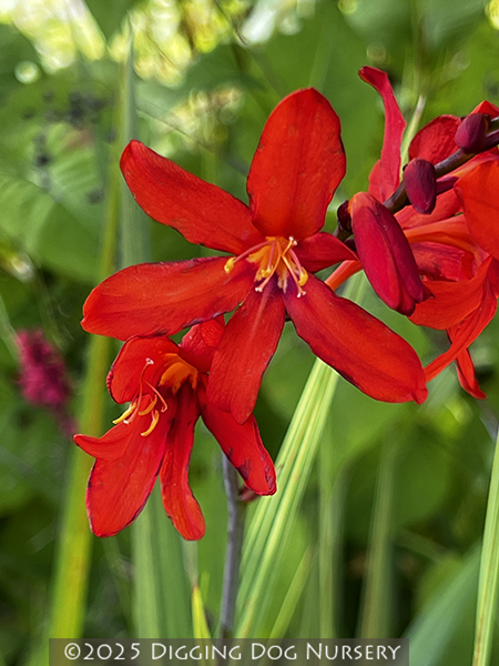 Crocosmia Lucifer
