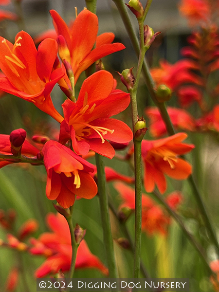 Crocosmia ‘Red King’