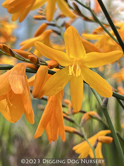 Crocosmia ‘Solfaterre’