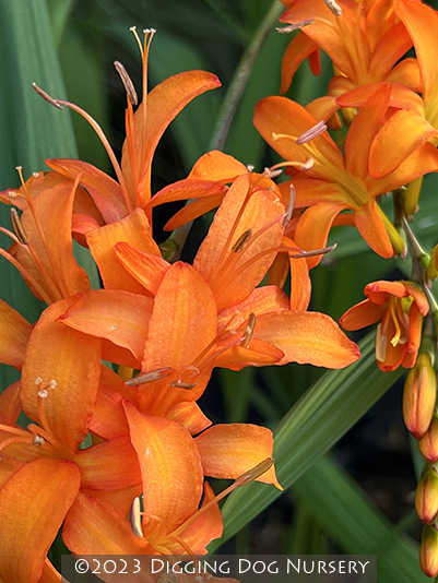 Crocosmia ‘Walberton Orange’