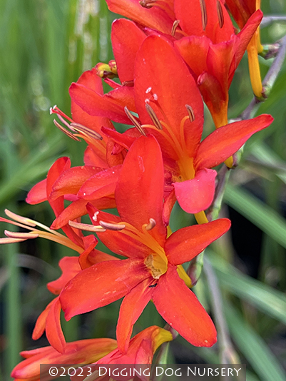 Crocosmia ‘Zeal Tan’