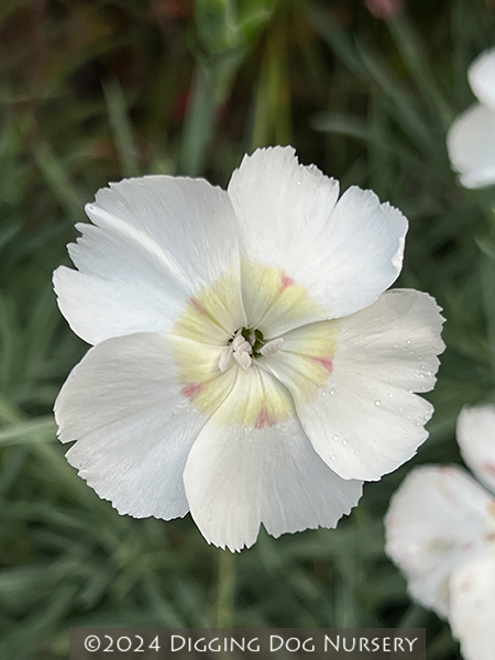 Dianthus ‘Charles Musgrave’