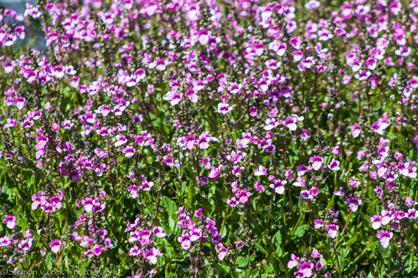 Diascia &lsquo;Langthorns Lavender&rsquo;