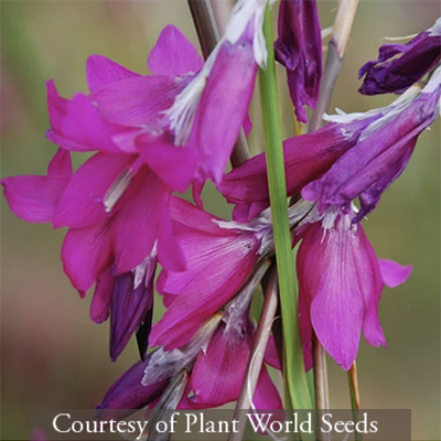 Dierama &lsquo;Blackberry Bells&rsquo;
