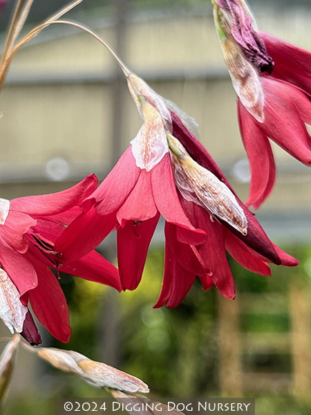 Dierama ‘Blood Drops’