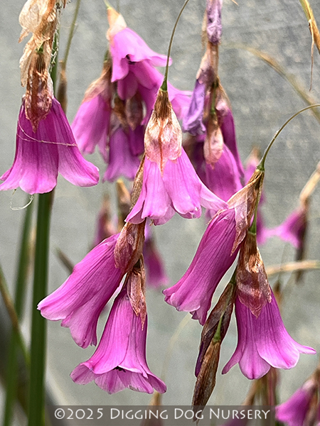 Dierama ‘Fireworks’