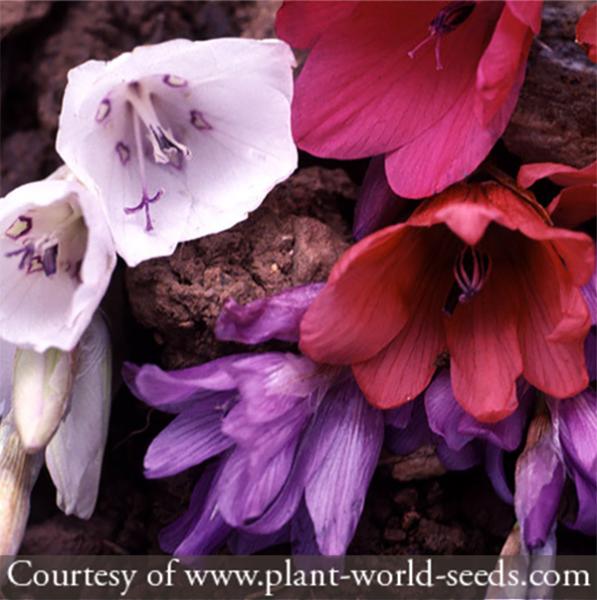 Dierama Plant World Jewels