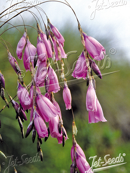 Dierama pulcherrimum